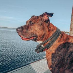Chico's BarkBox Monthly Subscription