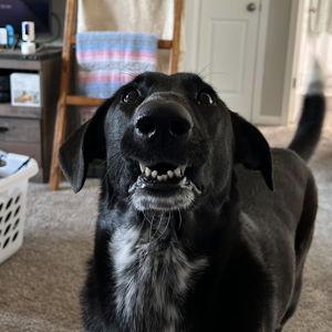 TREATS
