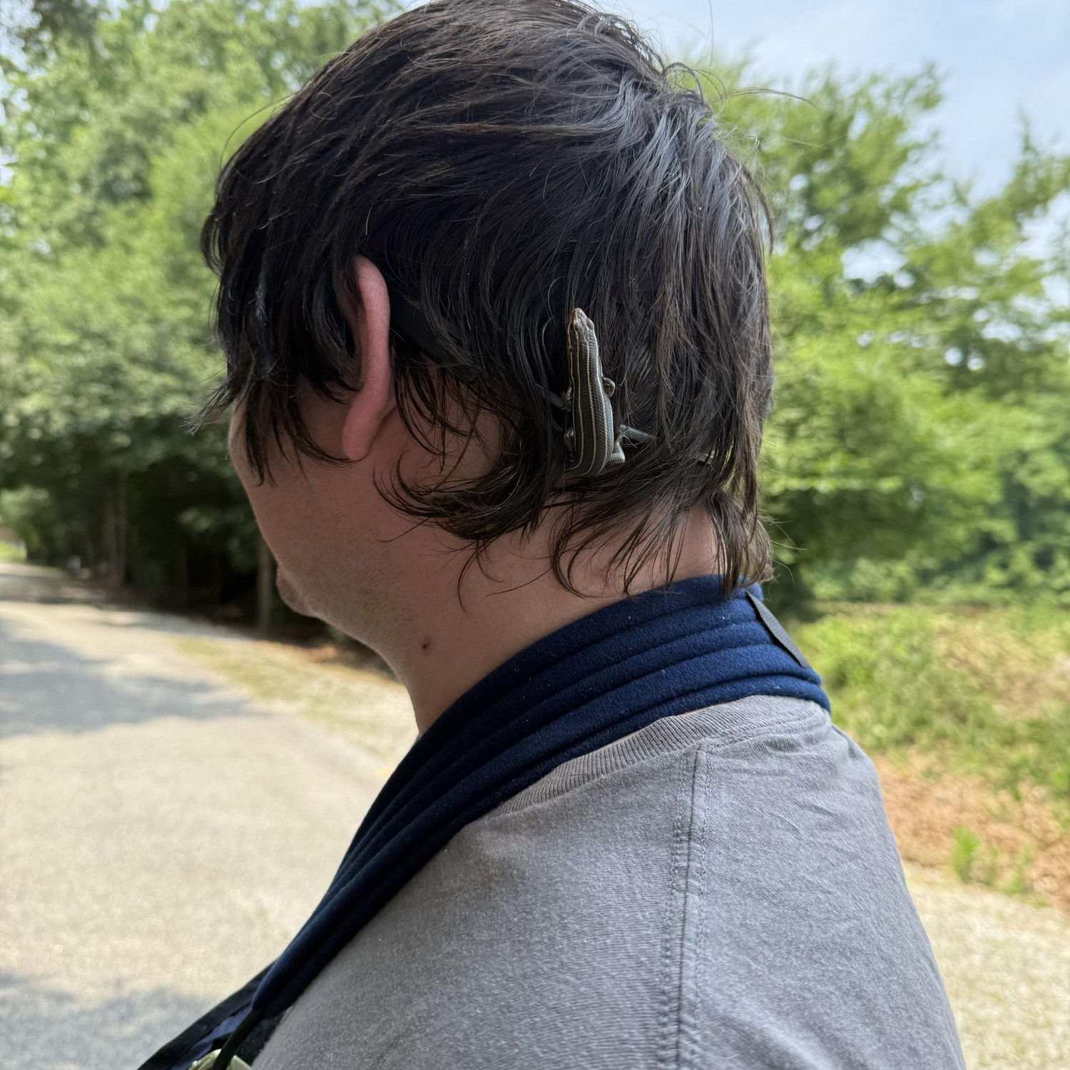 At the rail trail in Florence a lizard fell out of a tree and landed on Robert's head.