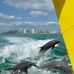 Flippers Fun Boat Clearwater - #1 Dolphin Tour