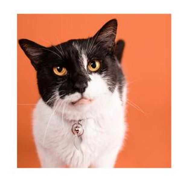 Donation to Kitten Rescue LA