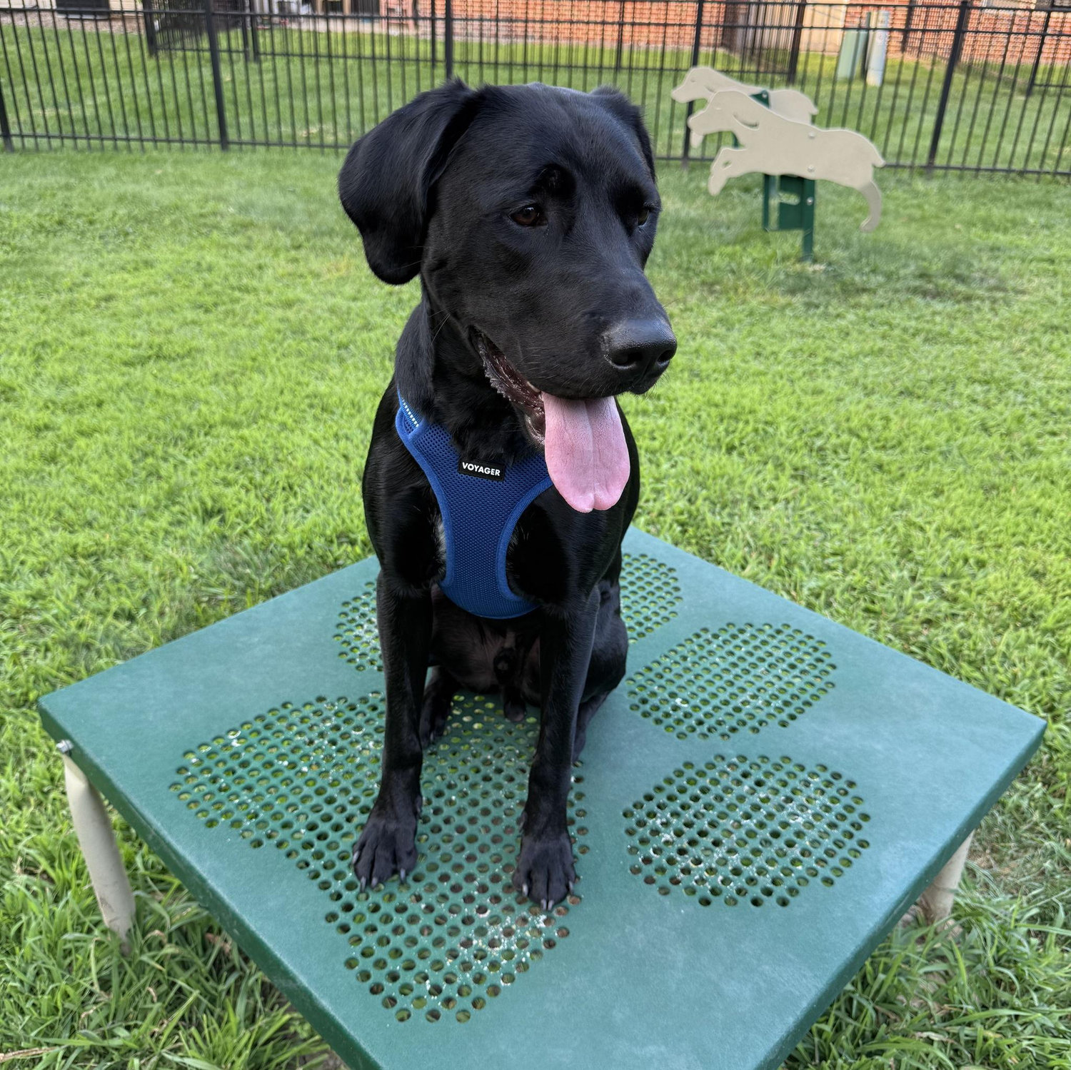 Our fur baby Moose