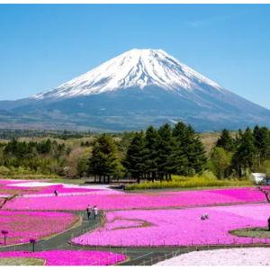 Mt. Fuji Tour - Honeymoon Experience