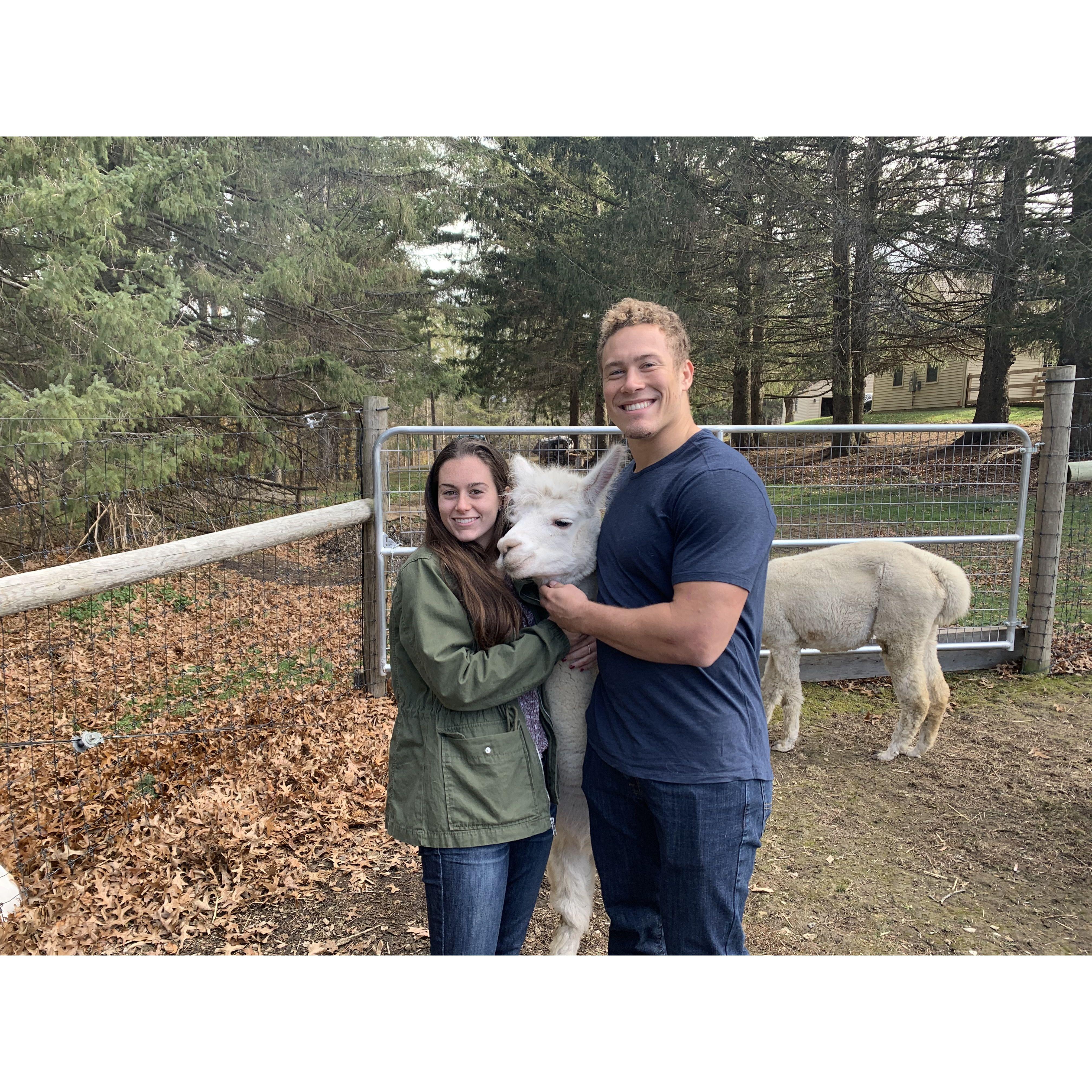 This is Kyle, Allison, and Sophie, an alpaca that resides in Williamstown. Allison (and Kyle) miss her very much.