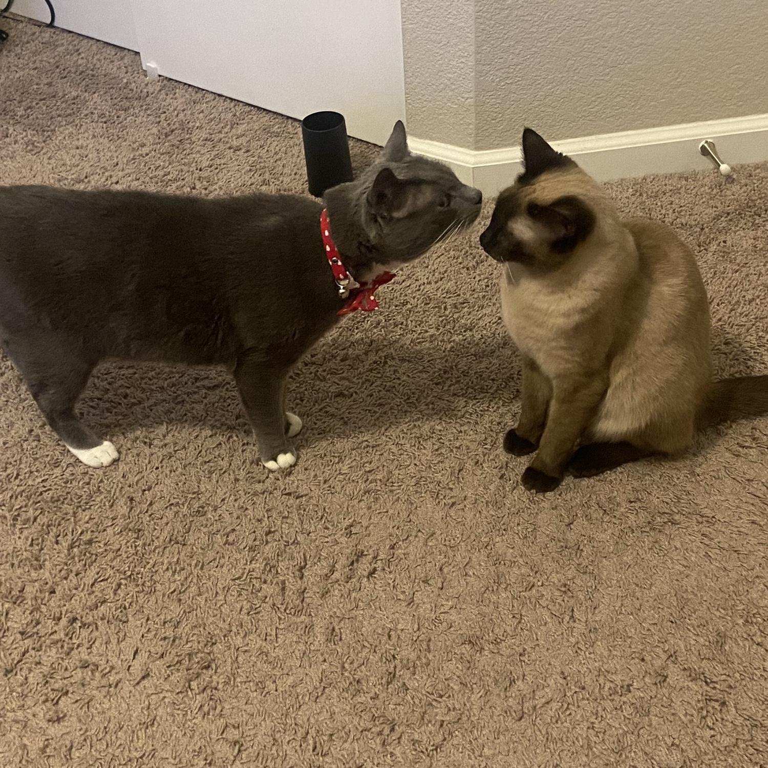 This was the first time they ever saw each other.
