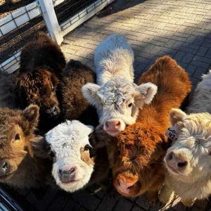 Hunt Club Farm Tickets