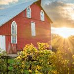 Galena Cellars Vineyard