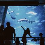 Audubon Aquarium