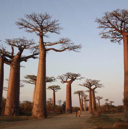 Plane tickets to Madagascar
