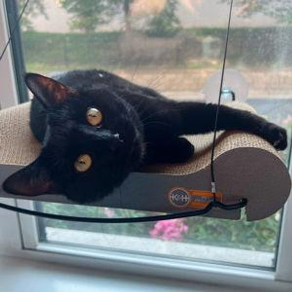 Our Cat Fund