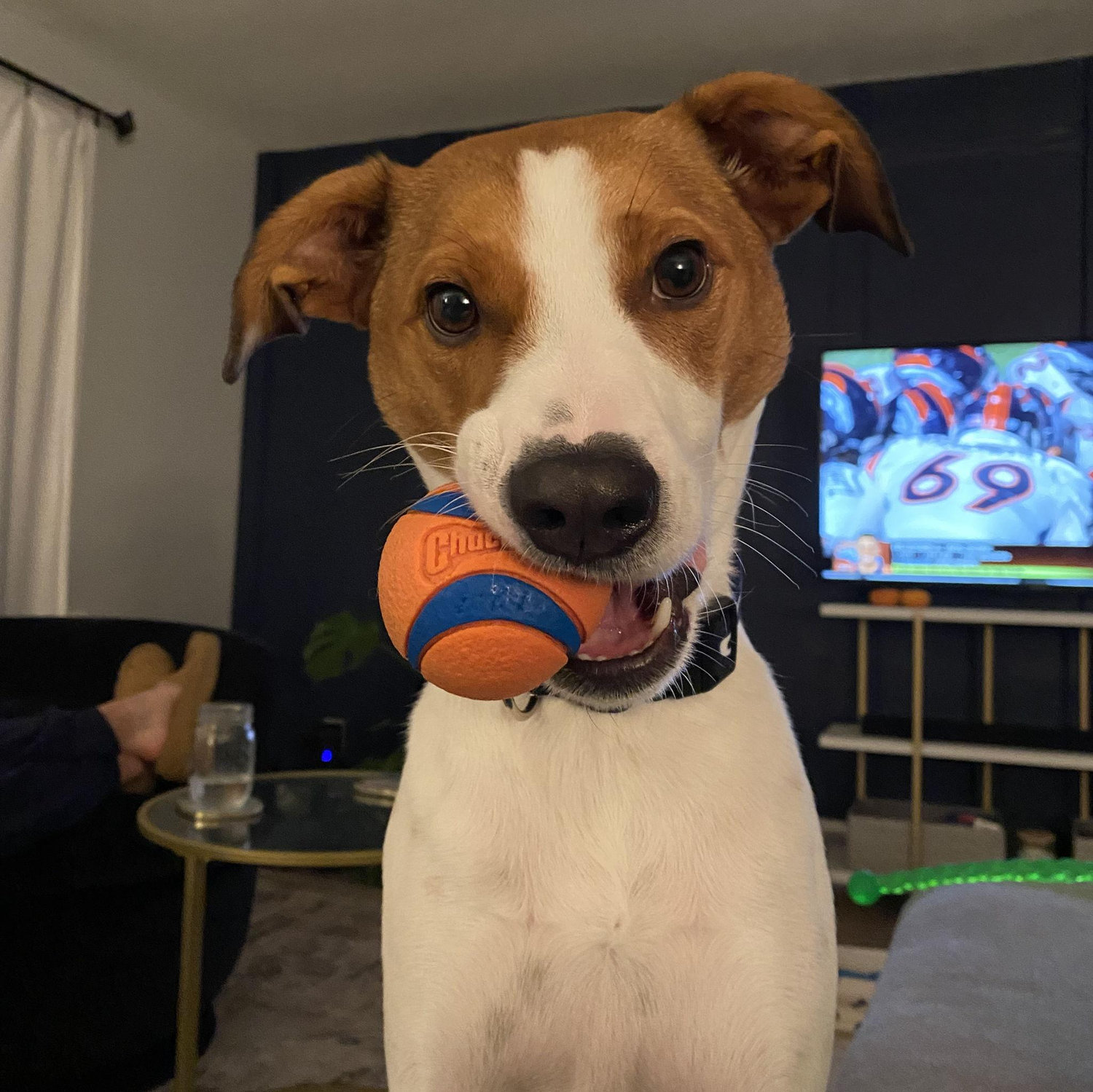 Scoots! Our perfect pup