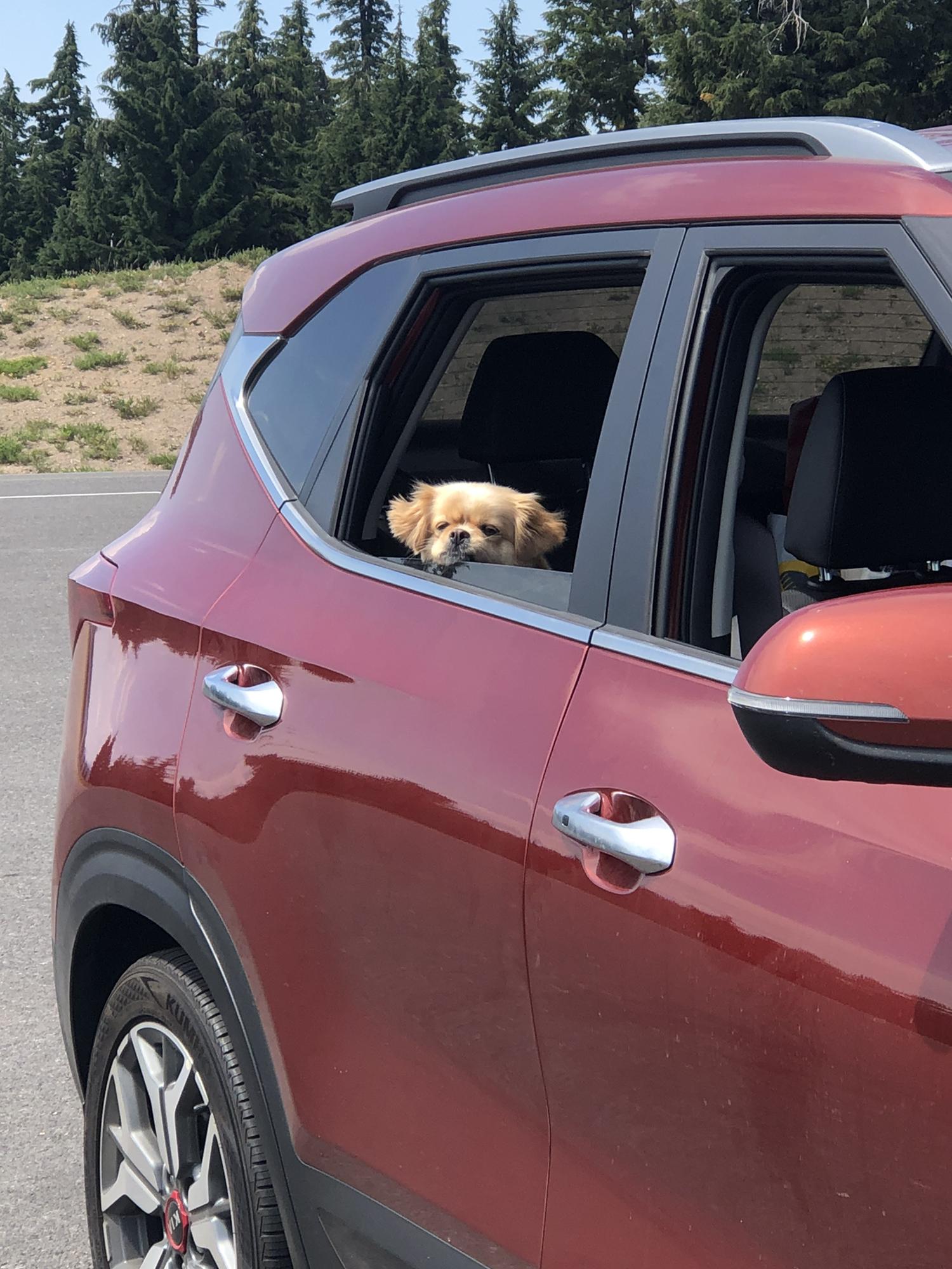Elsa peeking out of the car window at Crater Lake, Oregon. She really is a veteran roadtripper!