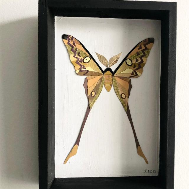 Comet Moth Shadowbox