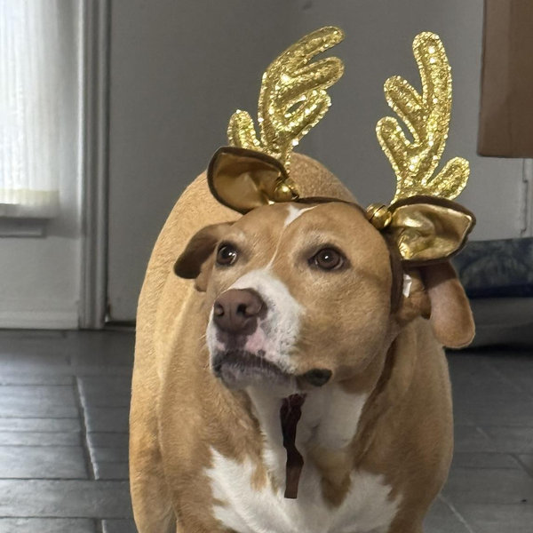 Fat Dog Fund