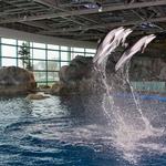 Shedd Aquarium