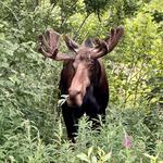 Denali National Park and Preserve