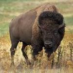 Creamery Brook Bison