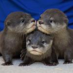 North Carolina Aquarium at Fort Fisher