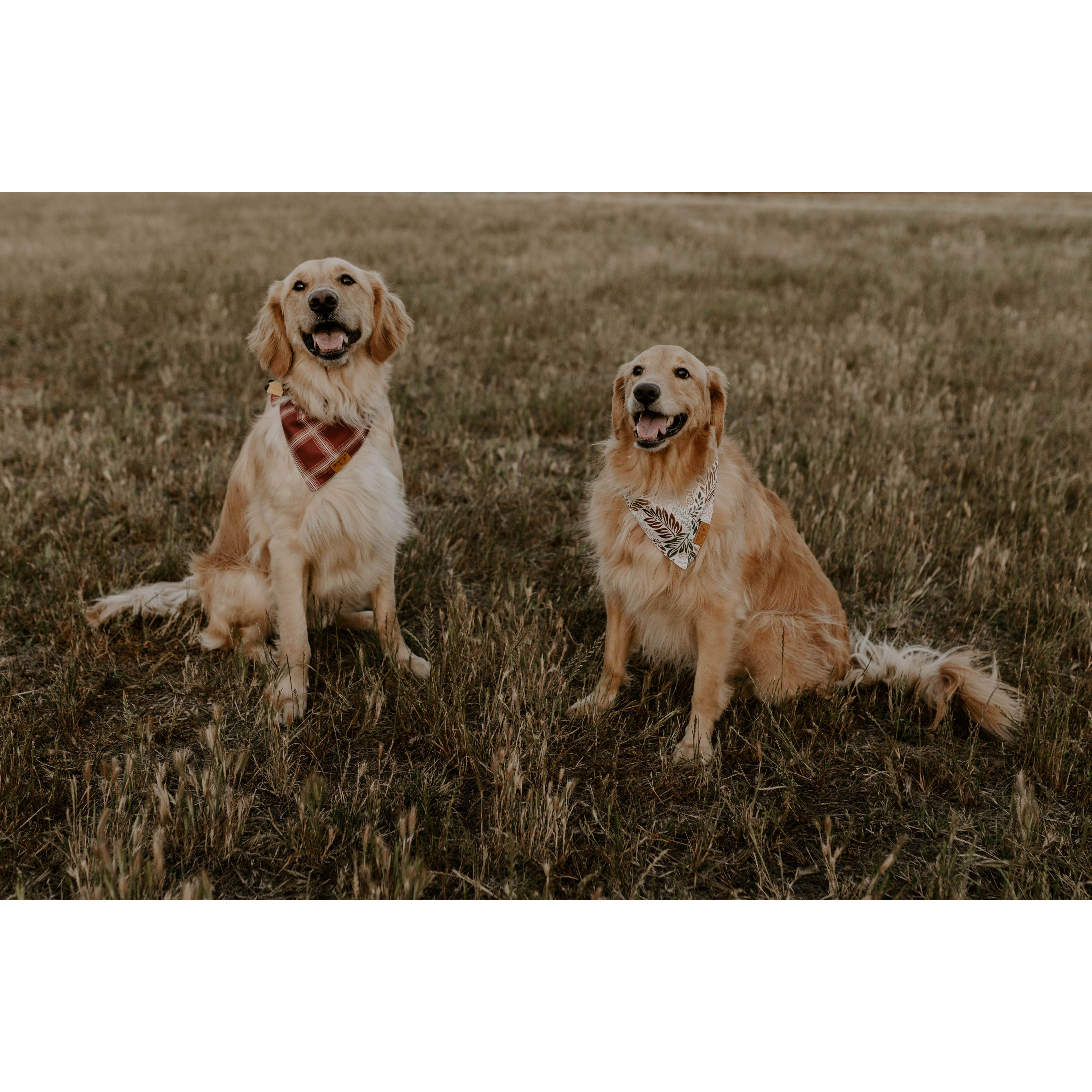 Milo and Nala.