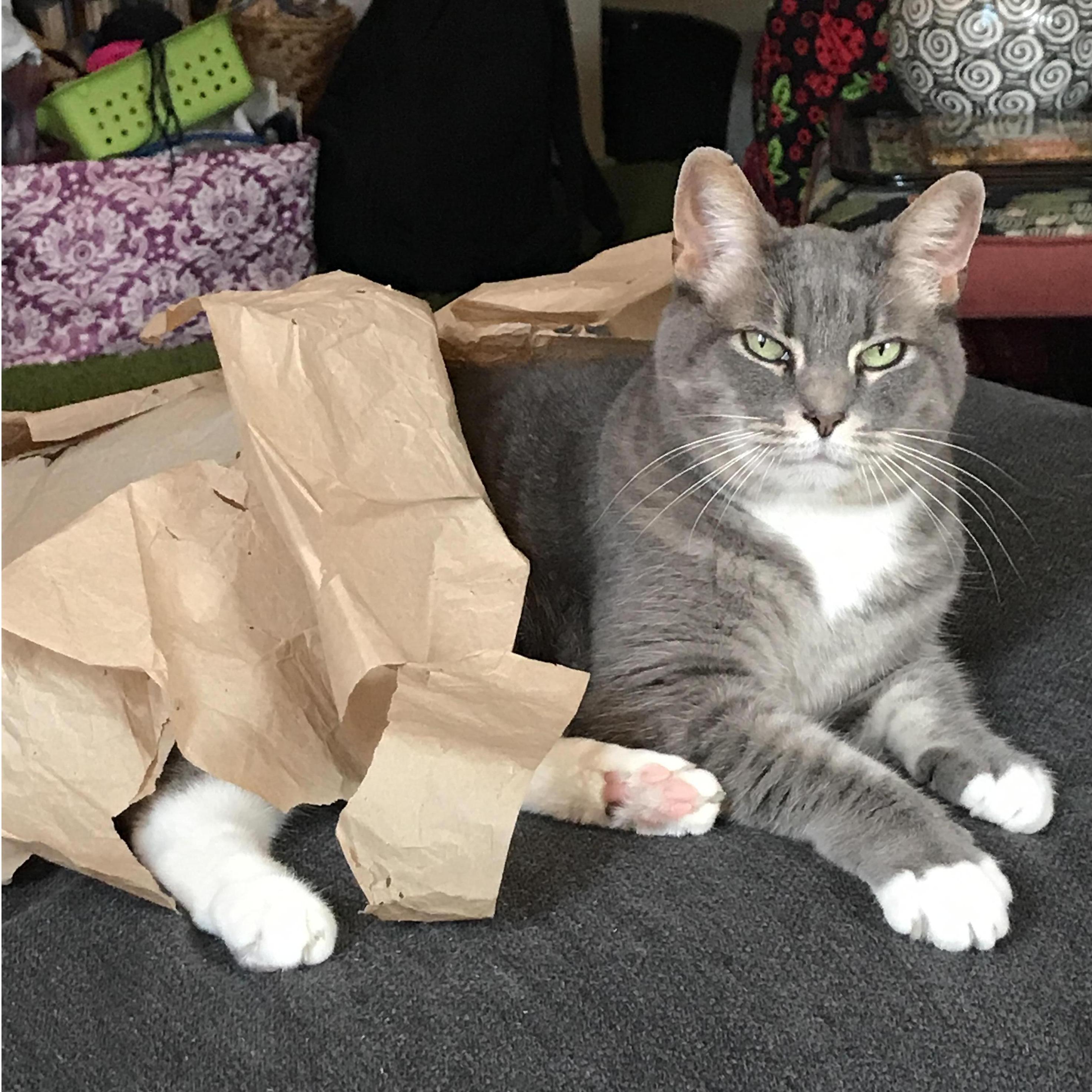 Our beloved and sassy cat, Moxie.