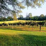 Northfield Vineyards