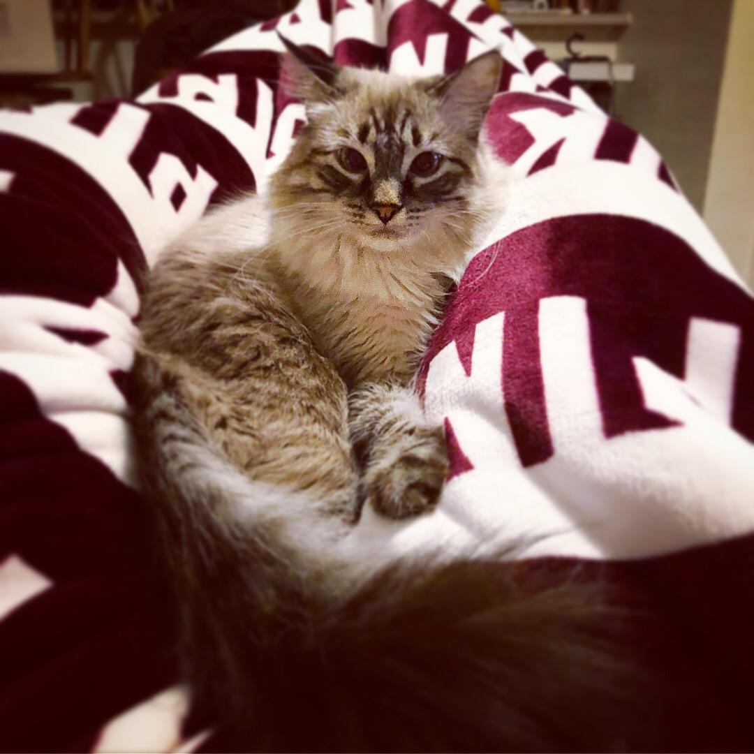 This is Iris! Our first born fluff-butt and queen of the apartment (and she knows it).