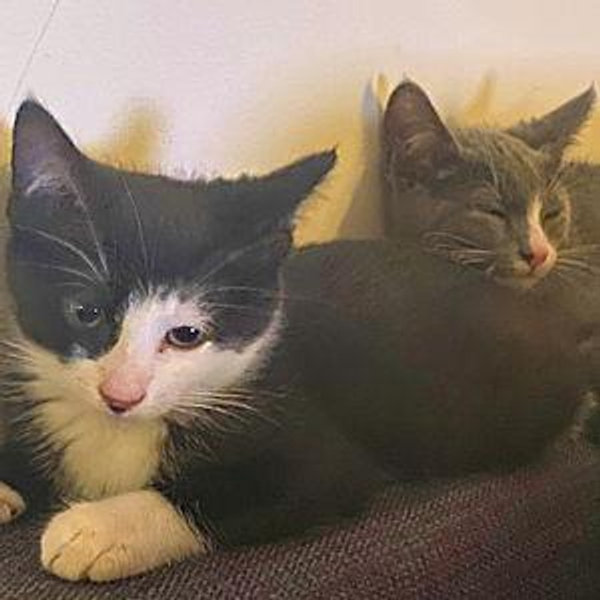 Cat Sitter