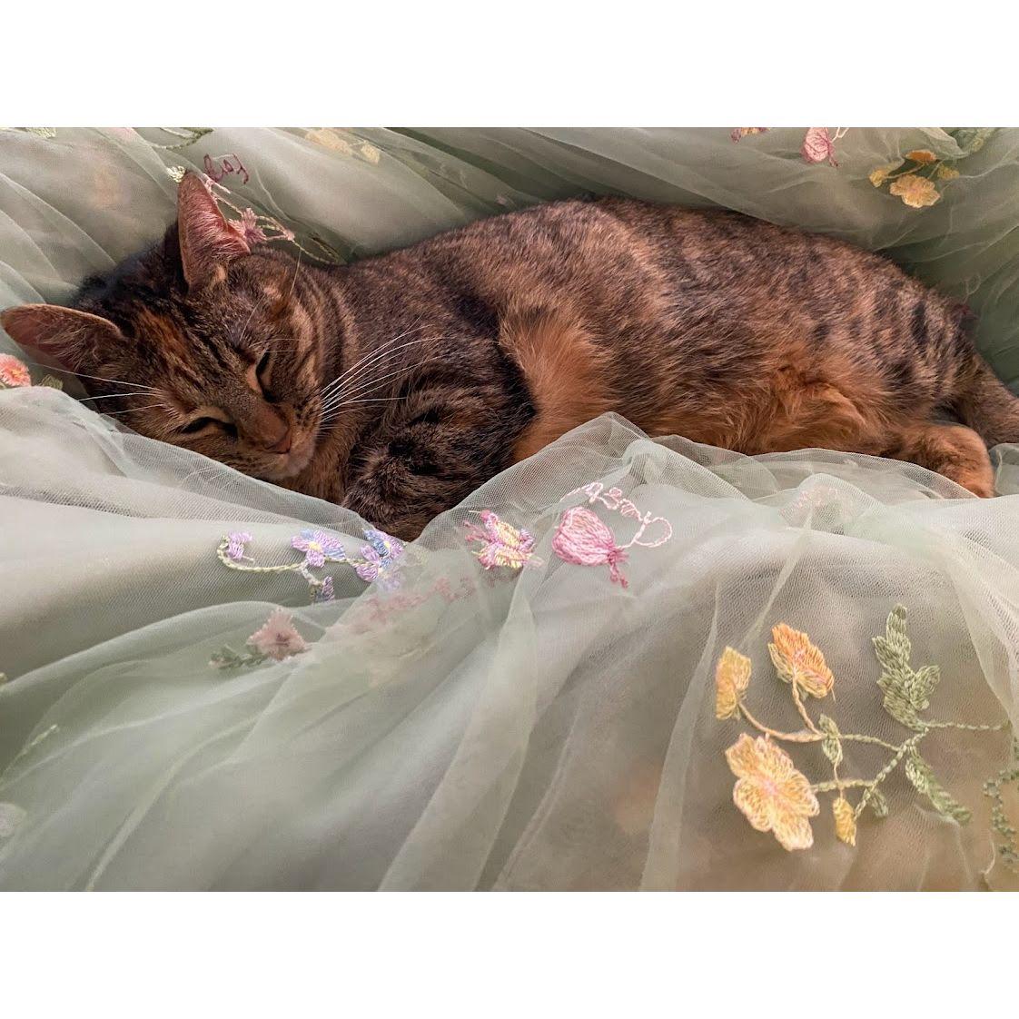 Autumn taking a very aesthetic nap
