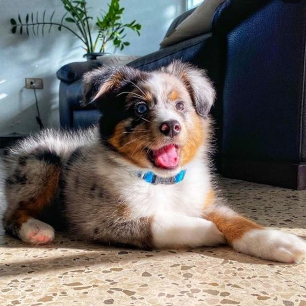 Our New Puppy