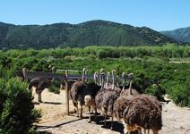 Ostrichland USA