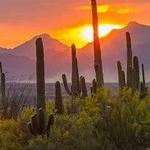 Saguaro National Park