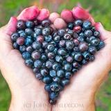 Huckleberry Picking
