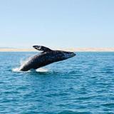 San Diego Whale & Dolphin Watching
