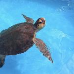 Loggerhead Marinelife Center