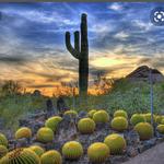 Desert Botanical Garden