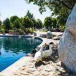 Temecula Duck Pond