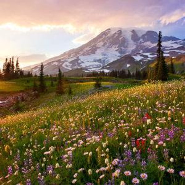 National Park Pass