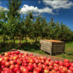 Riverview Farm