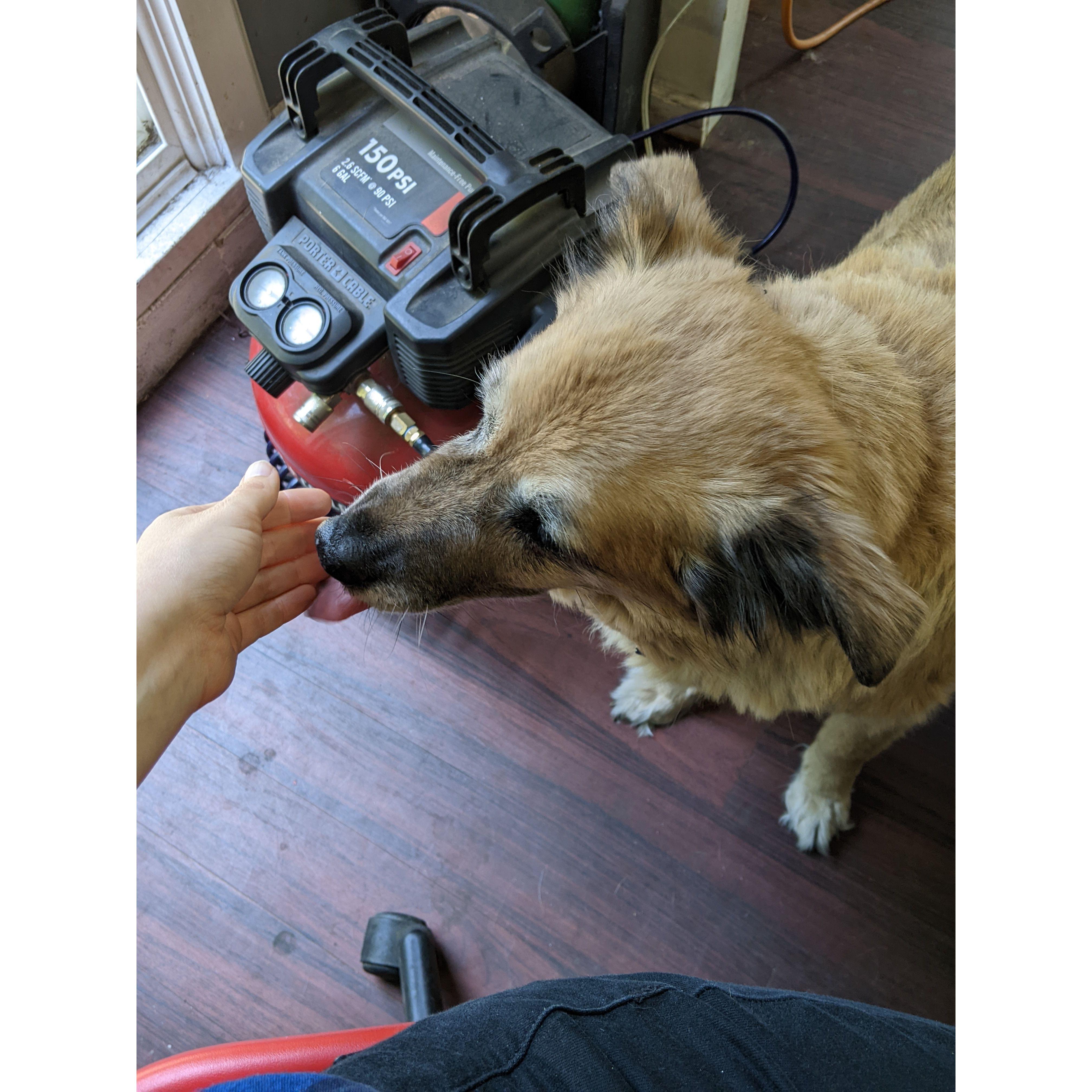 A cute dog that resided in the metalsmithing studio.