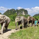 Krabi Elephant Sanctuary