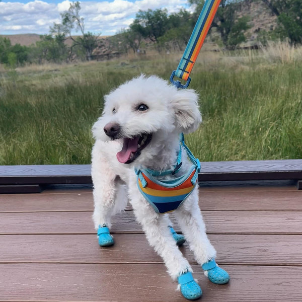 Nugget Toy & Treat Fund