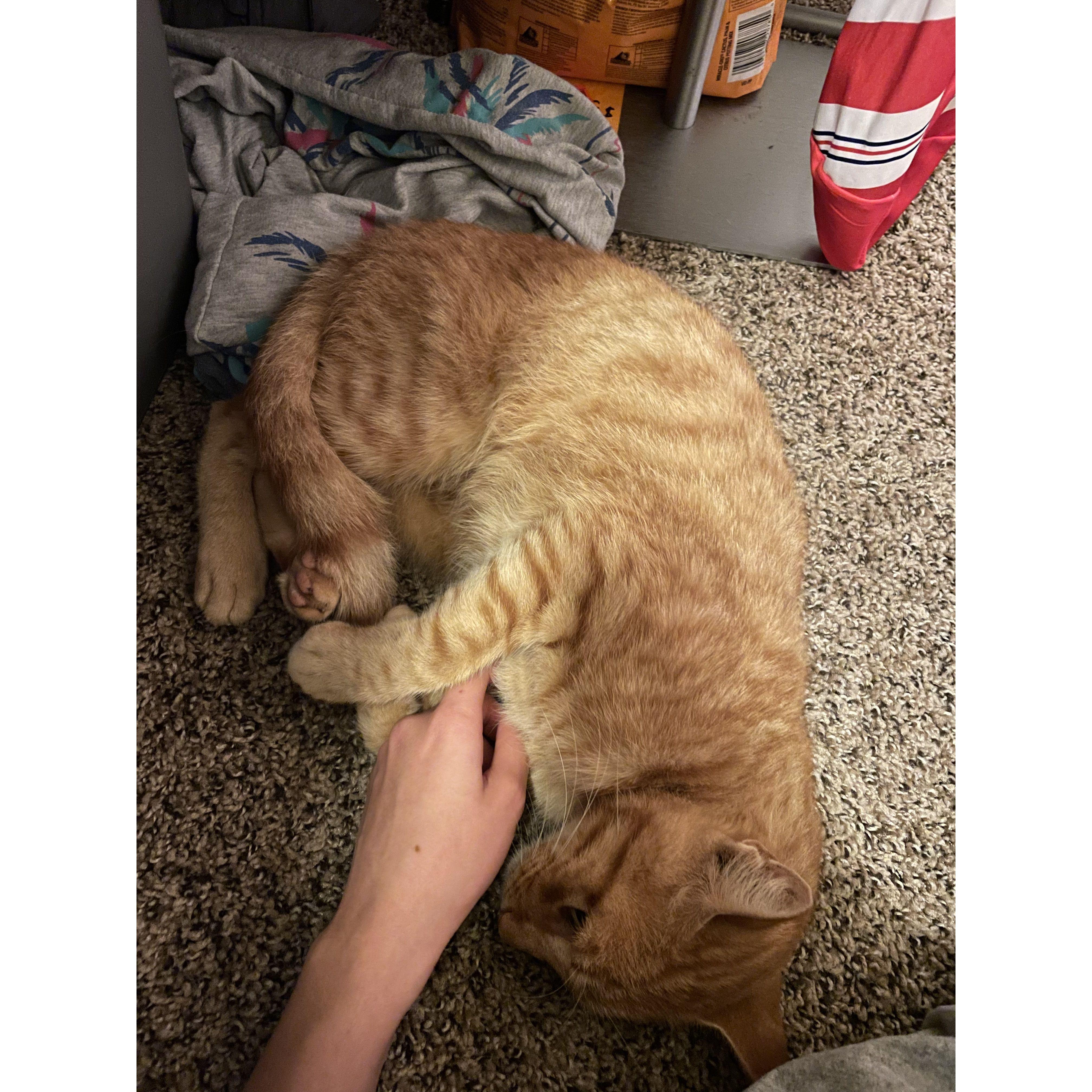 Tangy Man, our second fur-baby, joined the family October 2022.