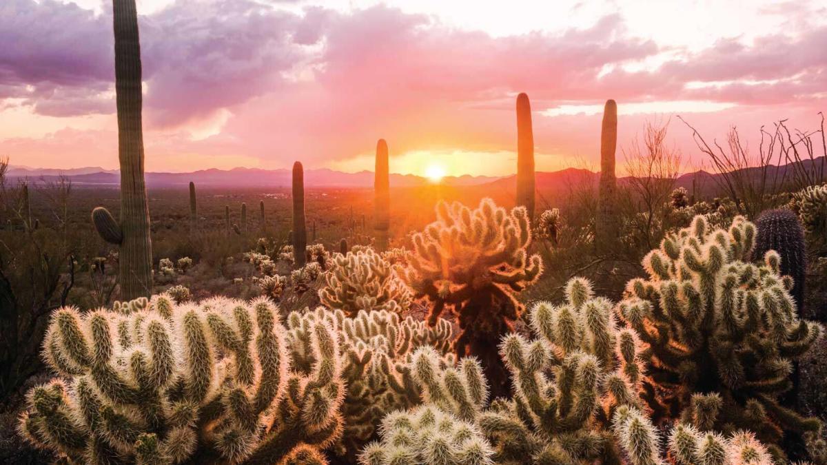 The Wedding Website of Isabella Bryant and Ylia Chuffe