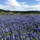 Muleshoe Bend Recreation Area