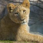 Dallas Zoo