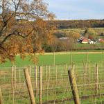 Unionville Vineyards
