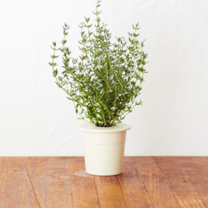 Thyme Plant Pods