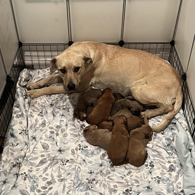 Molittle's Rescue