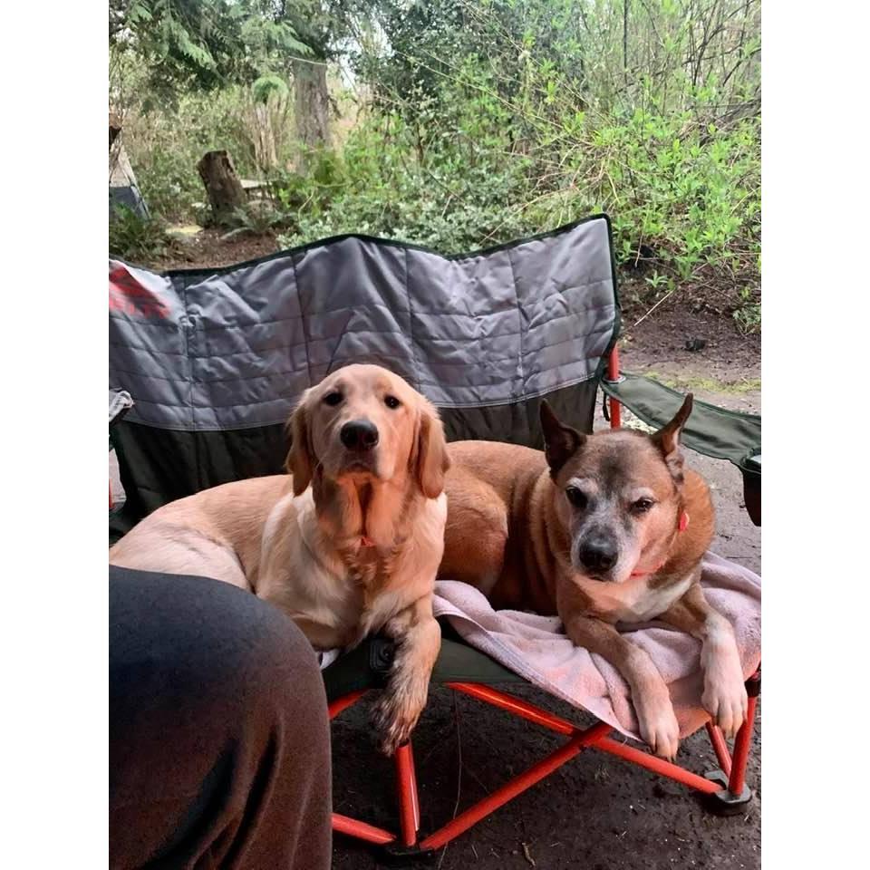 Our dogs love camping! Especially Davy, she just sits next to the fire all night.