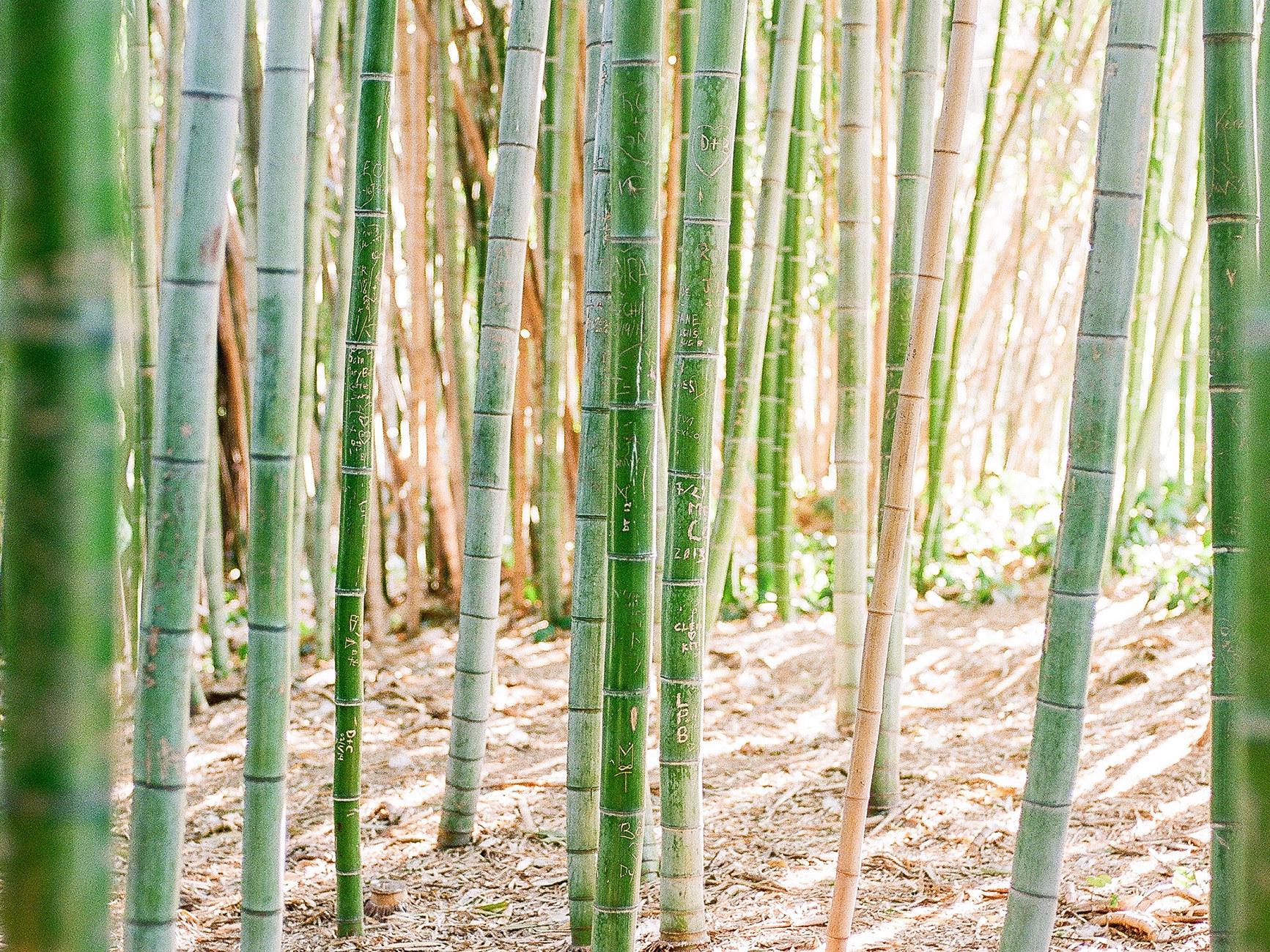 The Wedding Website of Renee Carmina Lacson and Pierre-Patrick Ramos